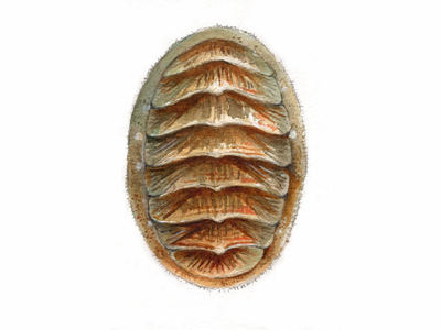 Lepidochitona cinereus