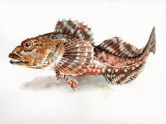 Vanlig ulke (Myoxocephalus scorpius)