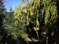 Nutkasypress (Chamaecyparis nootkatensis)