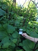 Japanpestrot (Petasites japonicus)