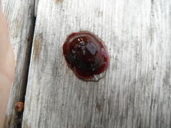 Hesteaktinie (Actinia equina)