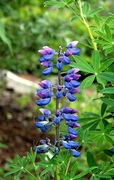 Lupinus nootkatensis