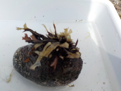 Two headed wrack (Fucus distichus)