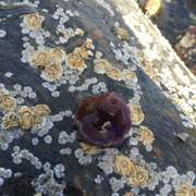 Actinia equina