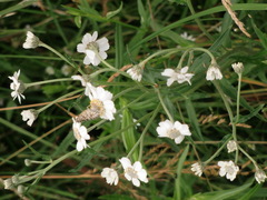 Achillea ptarmica