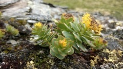 Rhodiola rosea