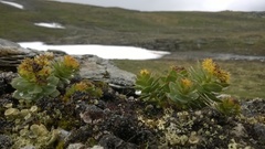 Rhodiola rosea