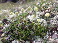 Bjørnebrodd (Tofieldia pusilla)