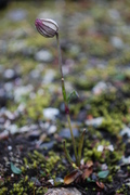 Blindurt (Silene wahlbergella)