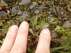 Sibbaldia (Sibbaldia procumbens)