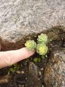 Rosenrot (Rhodiola rosea)