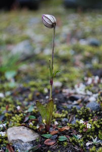 Silene wahlbergella