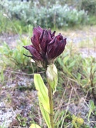 Gentiana purpurea