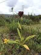 Gentiana purpurea