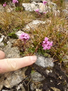 Fjelltjæreblom (Viscaria alpina)