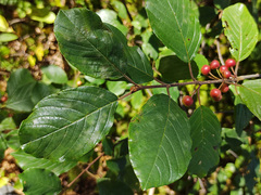 Trollhegg (Frangula alnus)