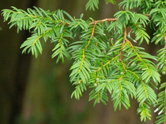 Barlind (Taxus baccata)