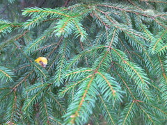 Norway Spruce (Picea abies)