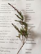 Heather (Calluna vulgaris)