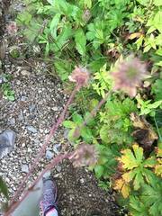 Water Avens (Geum rivale)