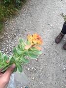 Rhodiola rosea