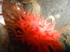 Actinia equina