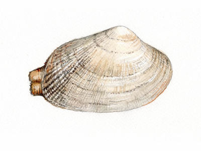 Ruditapes decussatus