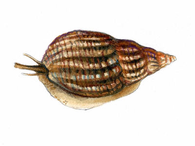 Nassarius incrassatus