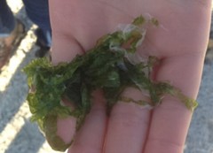 Sea grass (Ulva intestinalis)