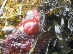 Actinia equina