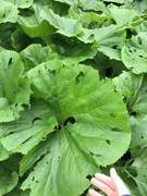 Petasites japonicus