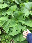 Petasites japonicus