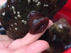 Hesteaktinie (Actinia equina)