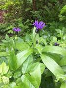 Centaurea montana