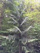 Western Red Cedar (Thuja plicata)