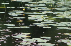 Yellow Water-lily (Nuphar lutea)