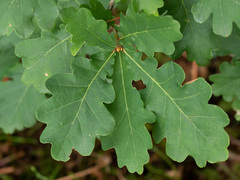 Common Oak (Quercus robur)