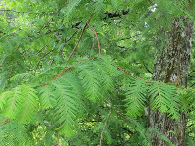 Metasequoia glyptostroboides