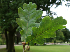 Oak (Quercus)