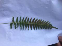 Polypodium vulgare