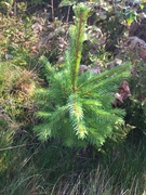 Common Silver Fir (Abies alba)