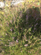 Røsslyngslekta (Calluna)