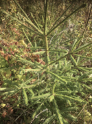 Common Silver Fir (Abies alba)