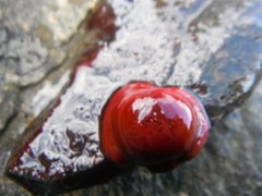 Actinia equina