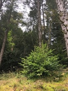 Common Silver Fir (Abies alba)