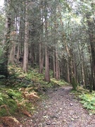 Western Red Cedar (Thuja plicata)