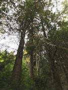 Western Red Cedar (Thuja plicata)