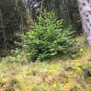 Common Silver Fir (Abies alba)