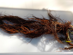 Landlady's wig (Desmarestia aculeata)