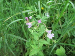 Epilobium montanum